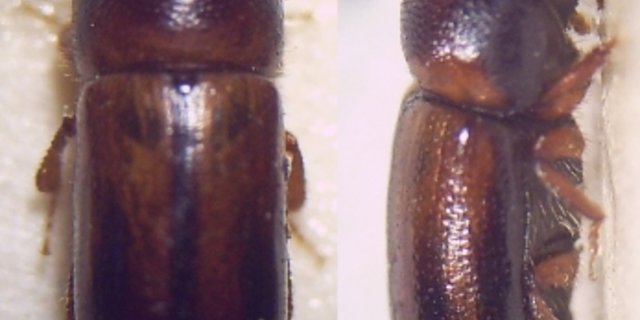Auch der Gestreifte Nutzholzborkenkäfer ist ein Ambrosiakäfer. (Bild Fdcgoeul)