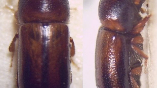 Auch der Gestreifte Nutzholzborkenkäfer ist ein Ambrosiakäfer. (Bild Fdcgoeul)