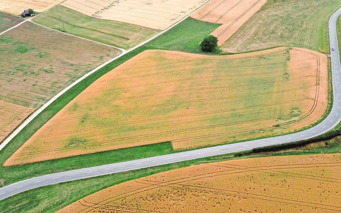 Diesem Weizen fehlt das Wasser: Die einsetzende Notreife der Pflanzen auf dem Luftbild veranschaulicht das unterschiedliche Potenzial innerhalb der Parzelle. 