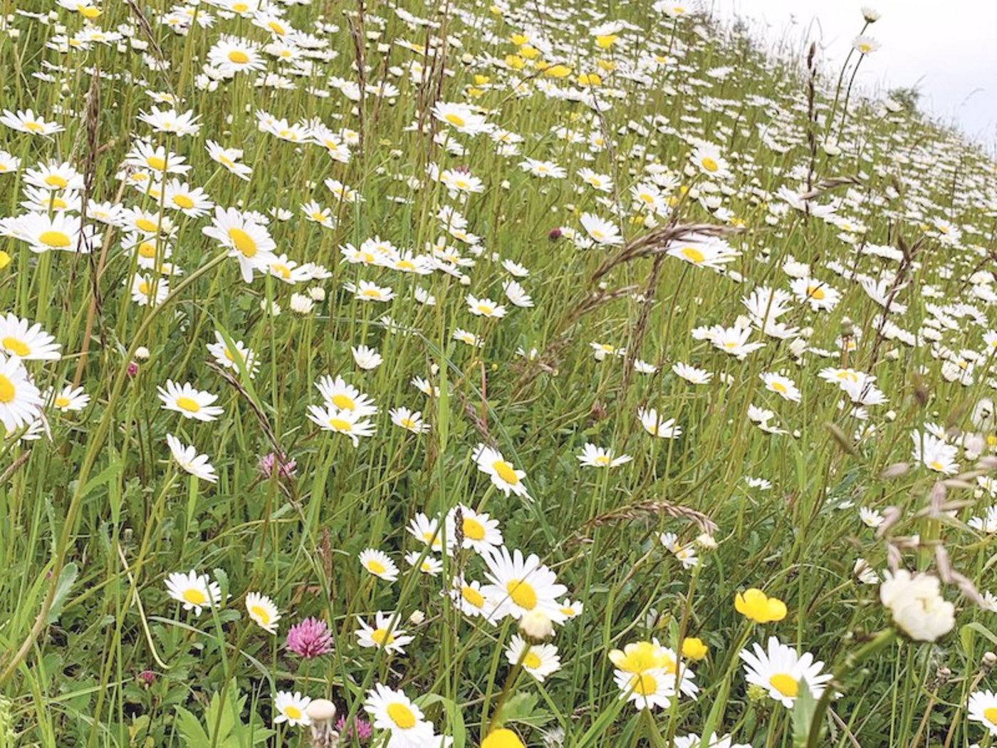 Nicht alle Biodiversitätsförderflächen weisen die erwünschte Qualität auf. Diese hier im Berggebiet wohl schon. (Bild Josef Scherer)