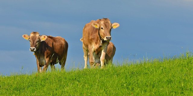 Die Milchmenge bleibt in etwa stabil, aber die Zahl der Milchproduzenten lag erstmals unter 20'000. (Bild Pixabay)