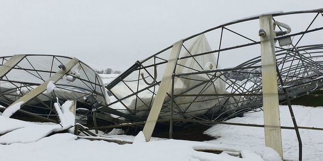 Schneedruckschaden an einem Folientunnel. Im Jahr 2023 wurden der Versicherung Schweizer Hagel vergleichsweise mehr Sturmschäden gemeldet.