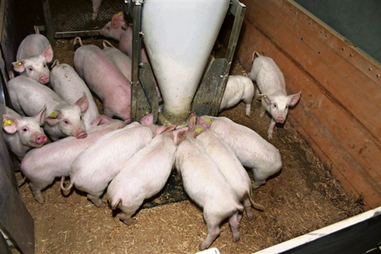 Schweine haben bald Futter aus Weinfelden statt aus Rohrschach im Trog: Das Mischfuttergeschäft der O. Studer AG geht an Kunz Kunath. (Bild: BauZ)