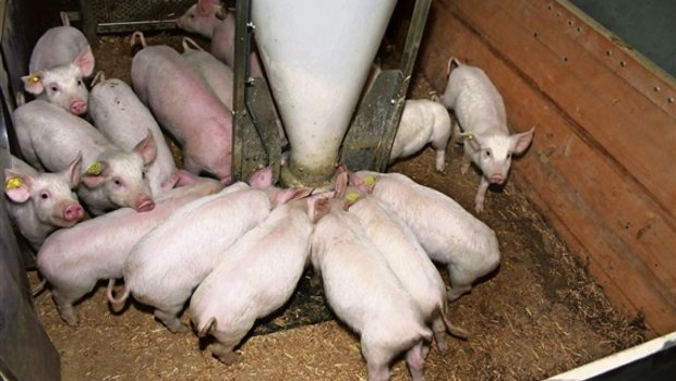 Schweine haben bald Futter aus Weinfelden statt aus Rohrschach im Trog: Das Mischfuttergeschäft der O. Studer AG geht an Kunz Kunath. (Bild: BauZ)