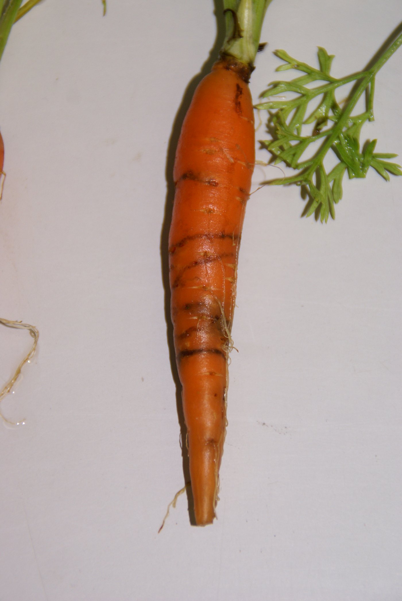 Solche Schäden hinterlässt sie an Rüebli.