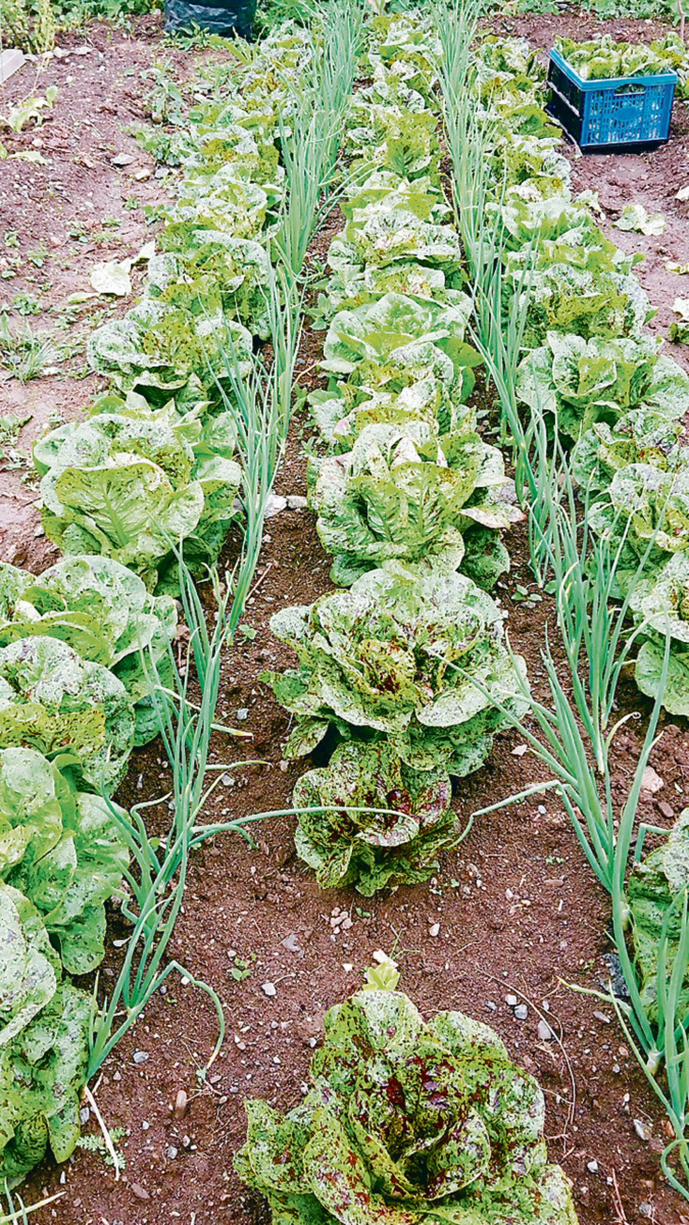 Cilgia Marti verkauft die Ernte ihres Gartens entweder im Gemüseabo oder bepflanzt diesen nach Wünschen der Kunden.