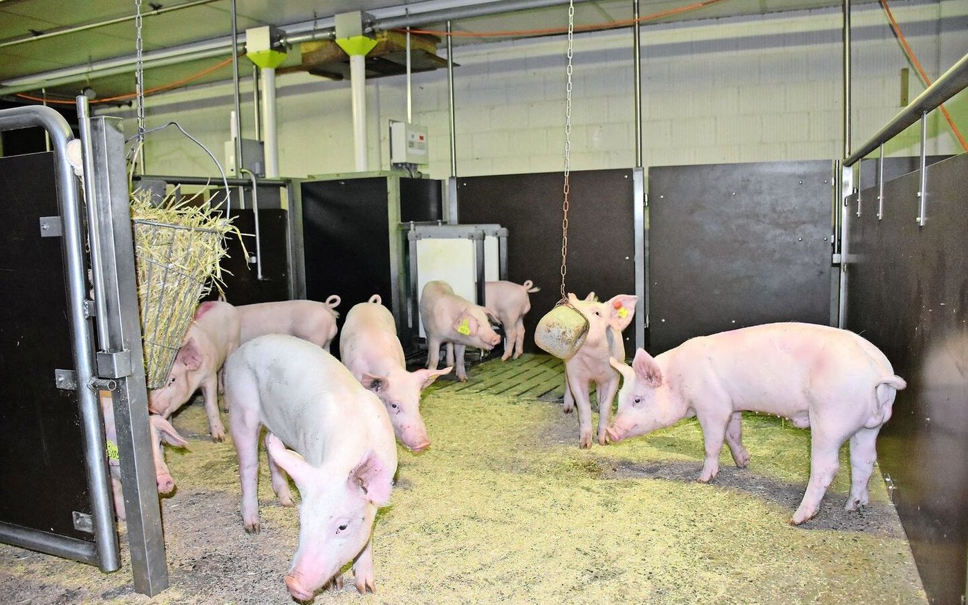 Blick in die bereits bestehende Eberaufzucht der Rassen ES und SL. Bald kommen auch die Vaterlinienrassen nach Sempach.