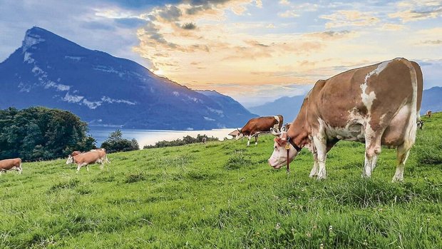 Das typische Idyll der Schweiz, wie hier im Berner Oberland: Berge, Seen und grüne Wiesen auf denen Simmentalerkühe weiden. Bald soll es auch genetisch hornlose Schweizer Simmentaler geben. 
