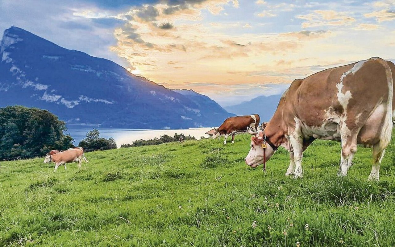 Das typische Idyll der Schweiz, wie hier im Berner Oberland: Berge, Seen und grüne Wiesen auf denen Simmentalerkühe weiden. Bald soll es auch genetisch hornlose Schweizer Simmentaler geben. 