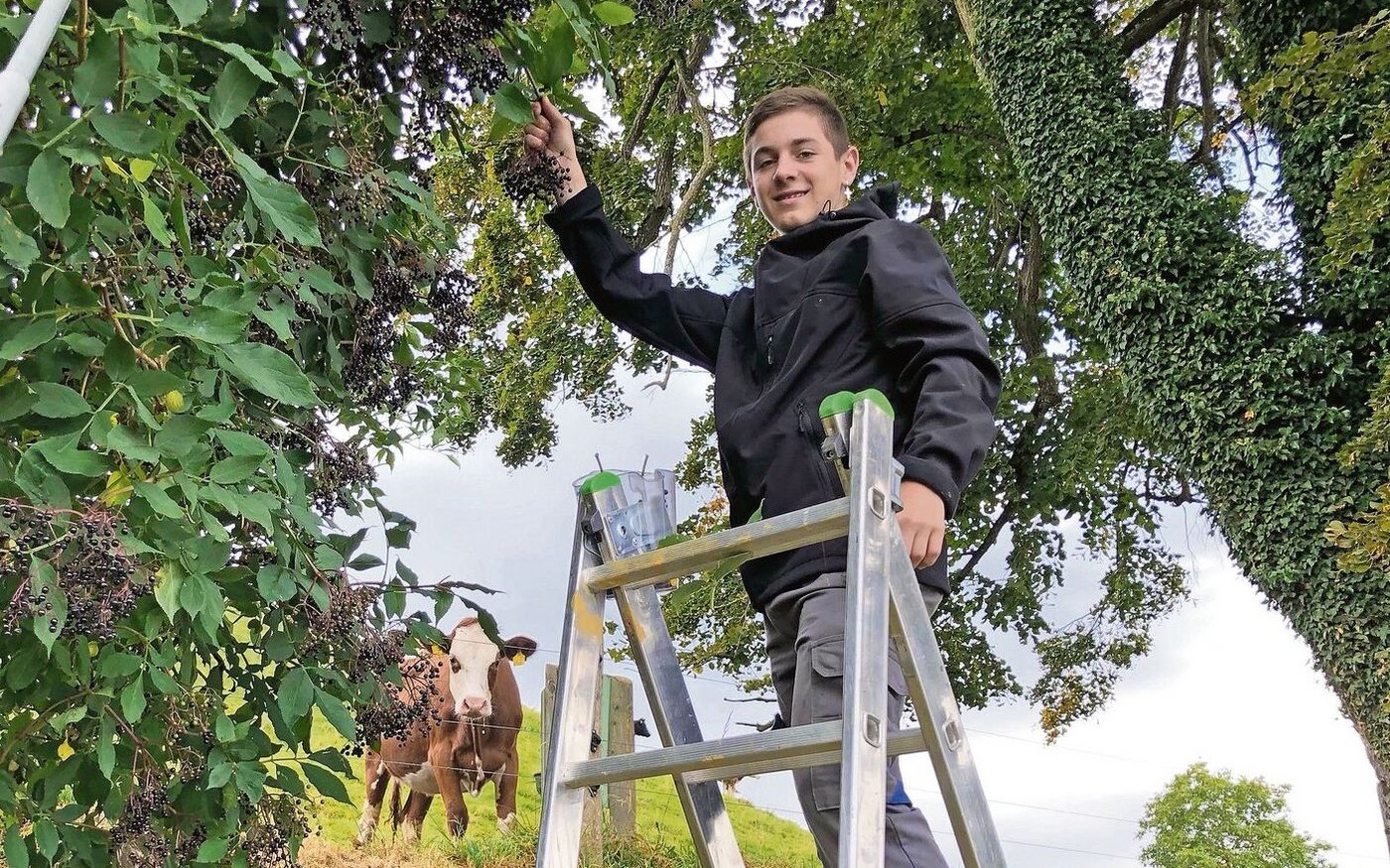 Linus beim Holunder pflücken