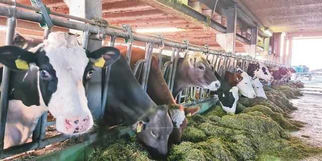 Für die Herde mit drei Rassen werden Leistungsziele definiert, die Milchleistung soll beispielsweise bei 8500 bis 9500 kg liegen. Auf Soja im Futter wird verzichtet.(Bild BBZN Hohenrain)