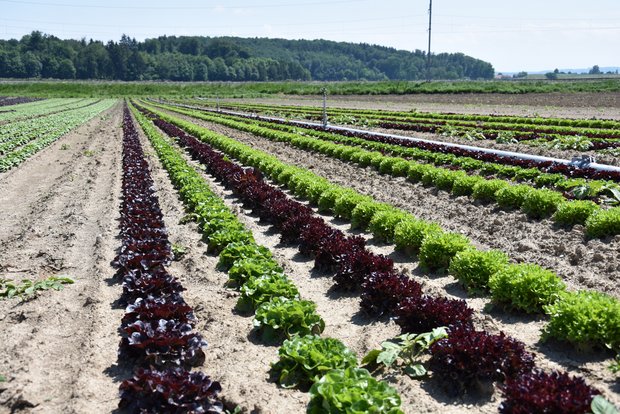 Salatfeld im Seeland: Gemüsebauliches Wissen soll dank eines Kompetenznetzwerks effizienter ausgetauscht werden. (Bild Jasmine Baumann/BauernZeitung)