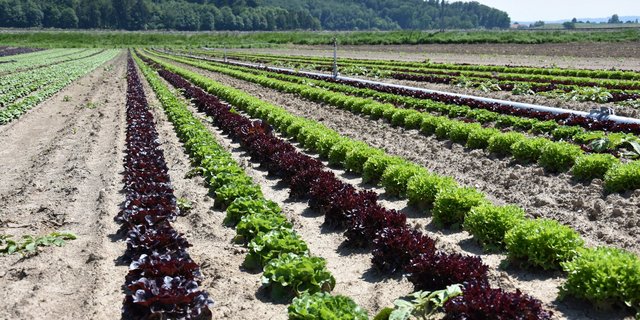 Salatfeld im Seeland: Gemüsebauliches Wissen soll dank eines Kompetenznetzwerks effizienter ausgetauscht werden. (Bild Jasmine Baumann/BauernZeitung)