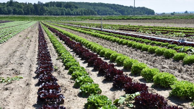 Salatfeld im Seeland: Gemüsebauliches Wissen soll dank eines Kompetenznetzwerks effizienter ausgetauscht werden. (Bild Jasmine Baumann/BauernZeitung)