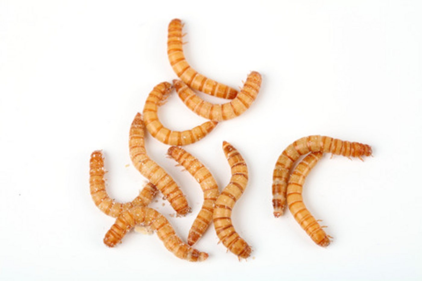 In der EU sind Mehlwürmer nun zugelassen. (Bild Klaus Eppele)