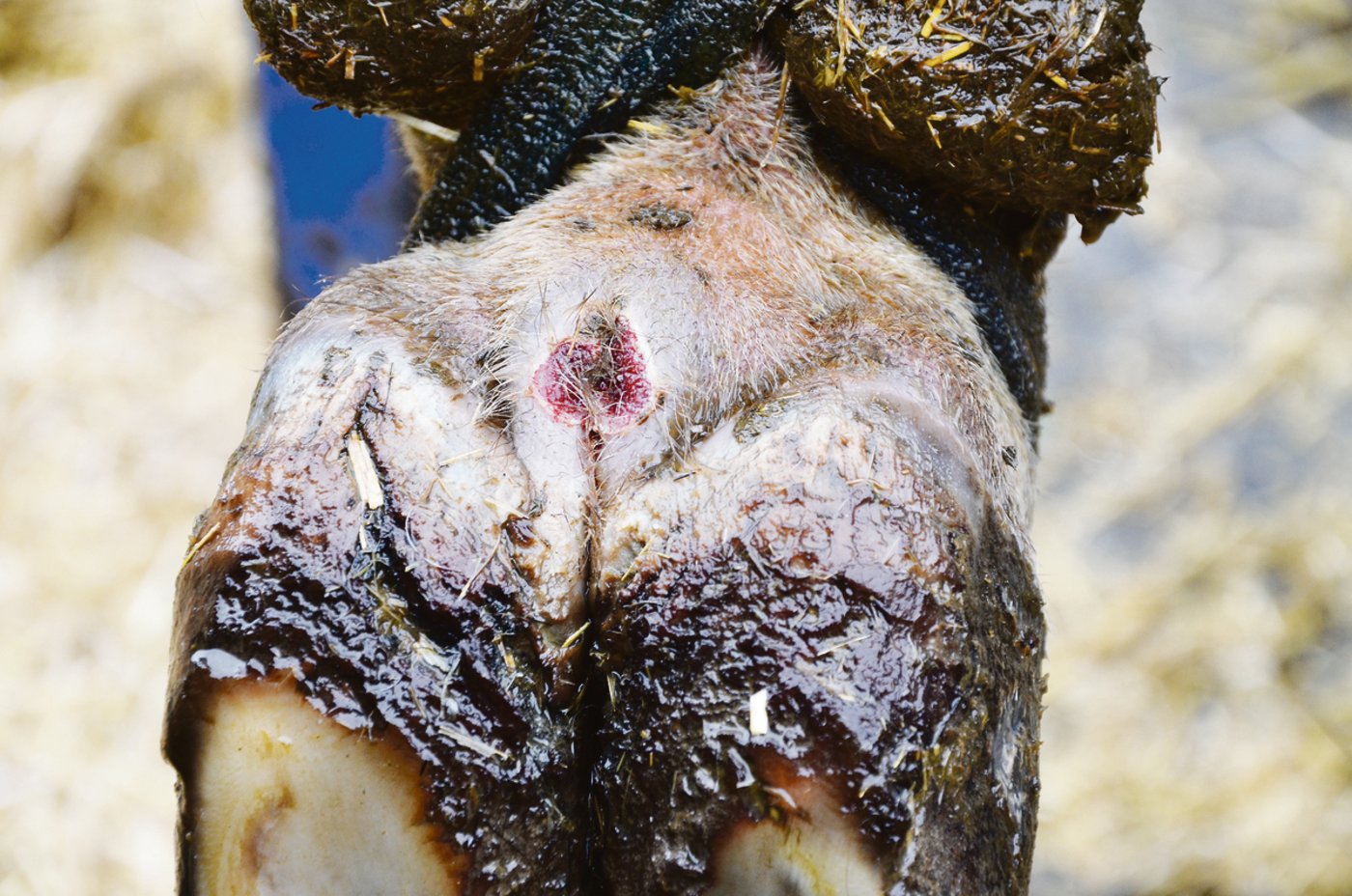 Mortellaro gehört zu den häufigsten Klauenkrankheiten. Es handelt sich um eine bakterielle Entzündung.