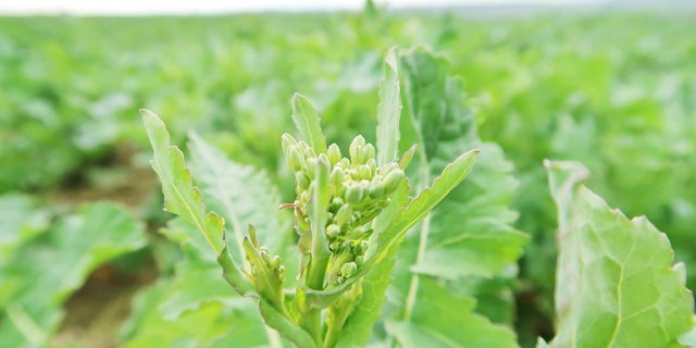 Raps im Stadium DC 53 ist jetzt anfällig auf Rapsglanzkäfer. Wenn die Schadschwelle von drei bzw. fünf (Extensoausstieg) Käfern pro Pflanze erreicht ist, kann eine Behandlung erfolgen. (Bild zVg)