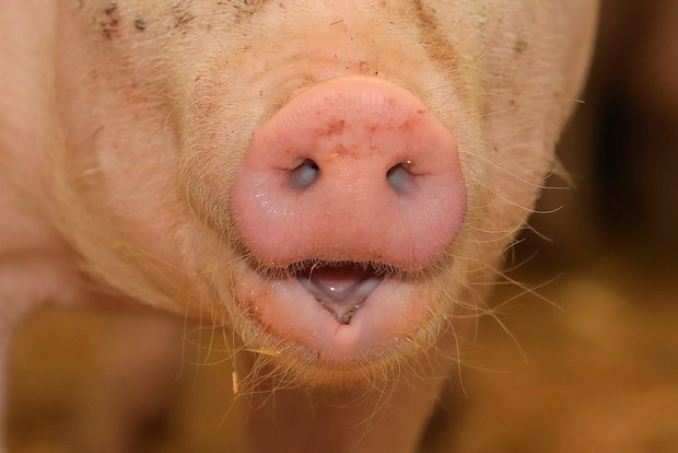 Viele Schweinezüchter in China geben ihren Betrieb auf. (Bild Peter Röthlisberger)
