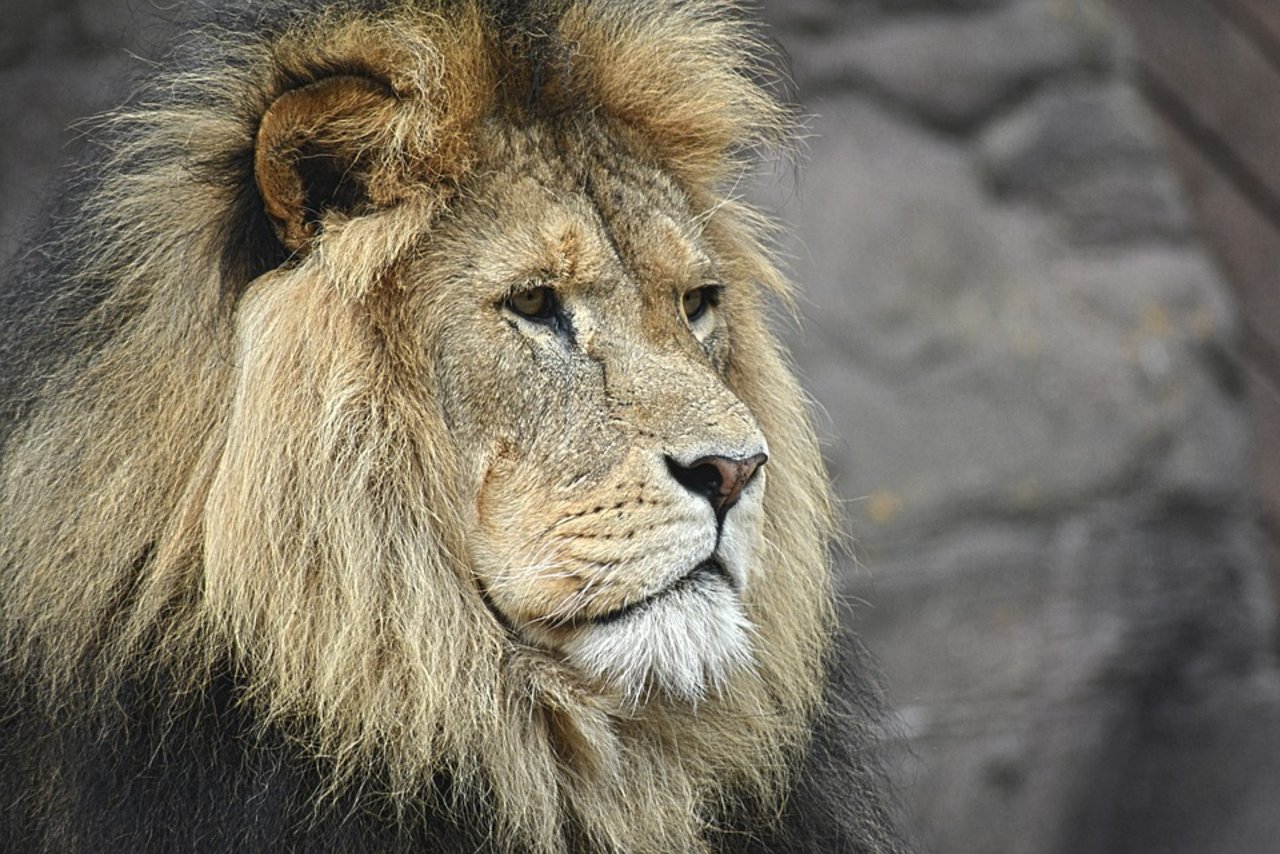 Bei dem Angreifer handelte es sich um einen männlichen Löwen. (Symbolbild Pixabay) 