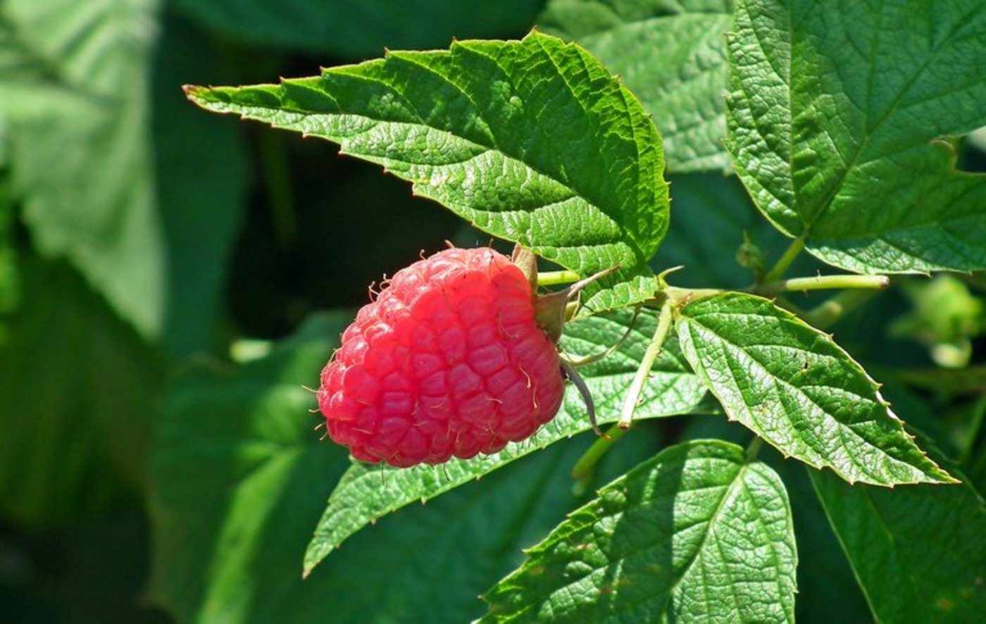 Die Ernte der roten Beere war diesen Sommer nicht stabil. (Bild Pixabay)