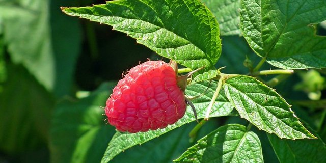 Die Ernte der roten Beere war diesen Sommer nicht stabil. (Bild Pixabay)