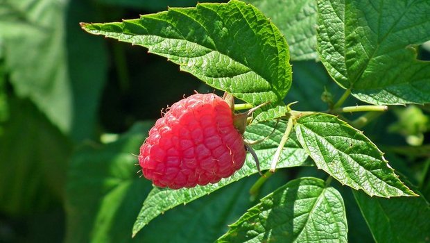 Die Ernte der roten Beere war diesen Sommer nicht stabil. (Bild Pixabay)