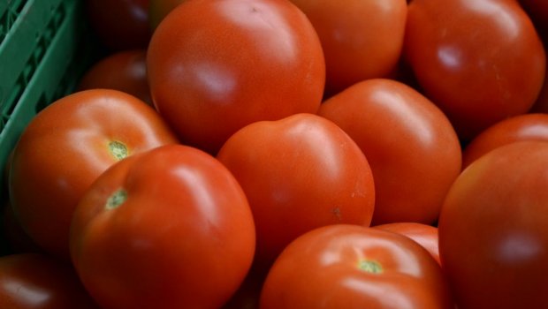 Der Reifebeschleuniger Ethephon komme jeweils nur am Ender der Tomatensaison zum Einsatz (ab dem 20. September), halten die Gemüseproduzenten und -händler fest. (Bild: jw)