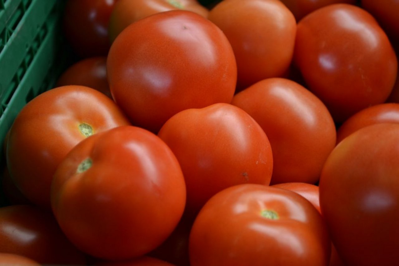 Der Reifebeschleuniger Ethephon komme jeweils nur am Ender der Tomatensaison zum Einsatz (ab dem 20. September), halten die Gemüseproduzenten und -händler fest. (Bild: jw)