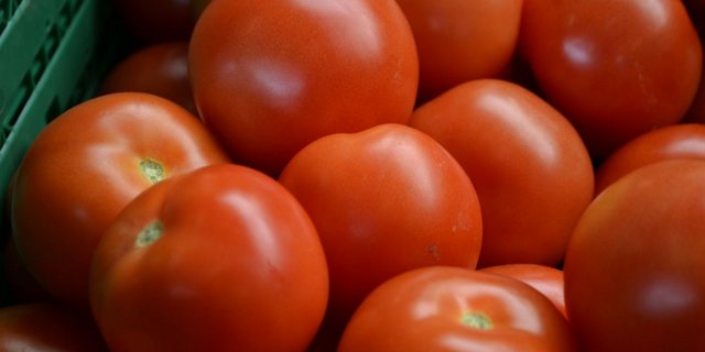 Der Reifebeschleuniger Ethephon komme jeweils nur am Ender der Tomatensaison zum Einsatz (ab dem 20. September), halten die Gemüseproduzenten und -händler fest. (Bild: jw)