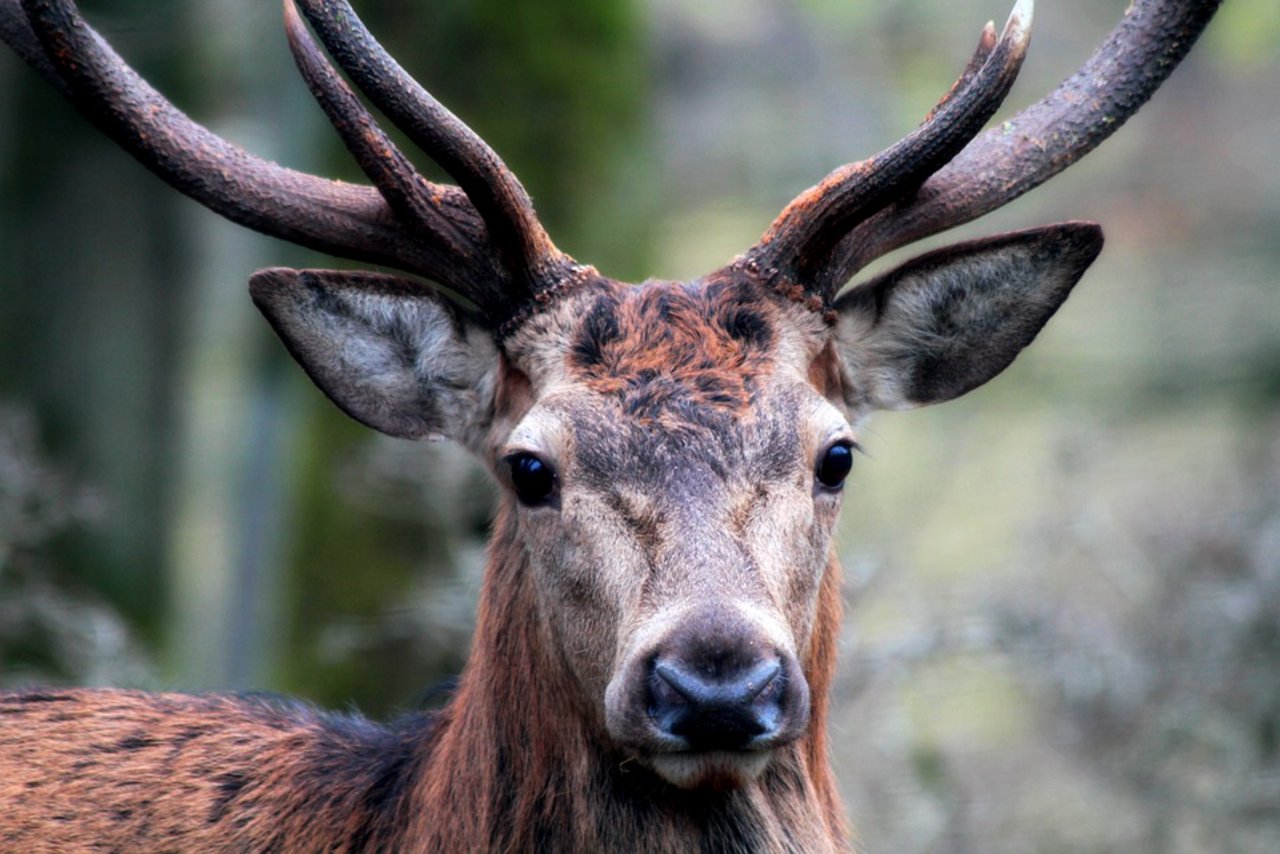 Der Kanton Wallis will nun in einigen Regionen, in denen die Abschussvorgaben klar nicht erfüllt wurden, eine zweite Jagd auf das Rotwild durchführen. (Symbolbild Pixabay)