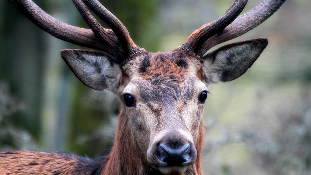 Der Kanton Wallis will nun in einigen Regionen, in denen die Abschussvorgaben klar nicht erfüllt wurden, eine zweite Jagd auf das Rotwild durchführen. (Symbolbild Pixabay)