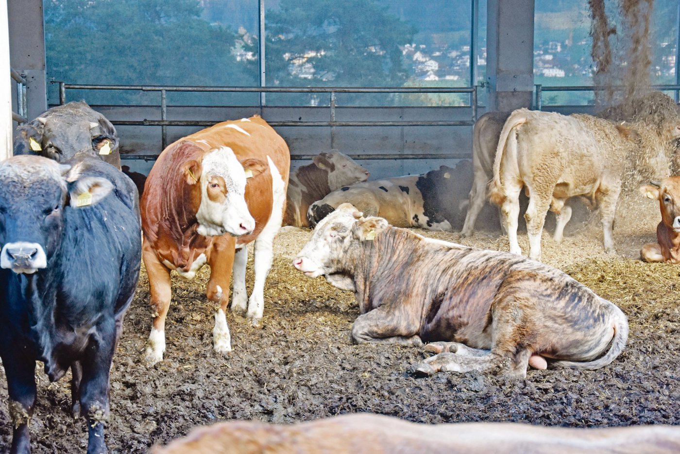 Die Munis liegen auf einer dicken Strohmatratze. Dank dem Tretmistverfahren bleibt diese immer trocken.  