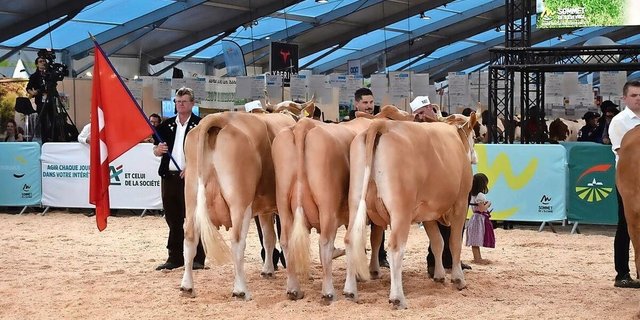 Der nationale Wettbewerb der Rasse Simmental vom 8. Oktober 2025 ist eines der Highlights am diesjährigen Sommet de l’élevage.