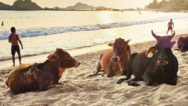 Indische Kühe am Strand. Was für schweizerische Verhältnisse undenkbar wäre, ist in Indien Alltag. Zum Melken werden die Tiere nach Hause getrieben, sonst bewegen sie sich komplett frei im ganzen Land verteilt. 