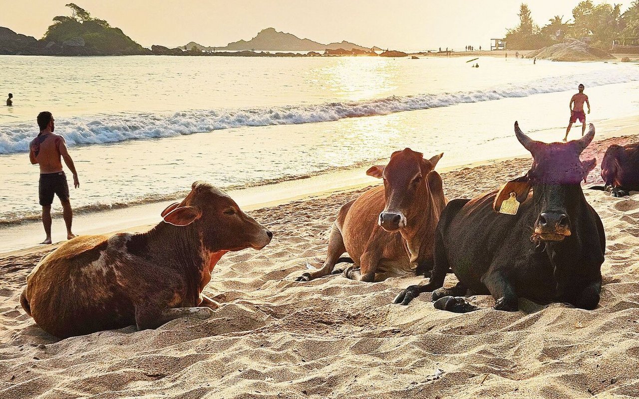 Indische Kühe am Strand. Was für schweizerische Verhältnisse undenkbar wäre, ist in Indien Alltag. Zum Melken werden die Tiere nach Hause getrieben, sonst bewegen sie sich komplett frei im ganzen Land verteilt. 