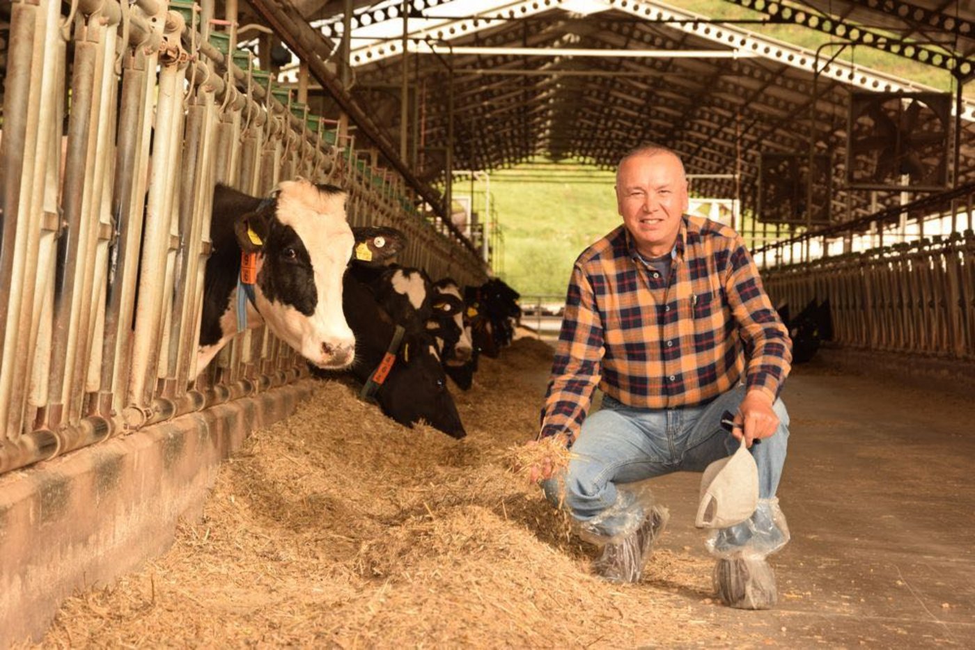 Mehmet Dogan produziert im grossen Stil Milch. Im Bild nur ein paar seiner 1000 Holstein-Kühe. (Bild jw)
