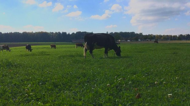SMP sehen Milchproduktion durch Absenkpfade Pestizide und Nährstoffe unter Druck Die Effizienz der Produktion soll gefördert werden, was die SMP begrüsse. Dabei solle man sich aber an der Lebtagesleistung und nicht am Alter der Tiere orientieren, um Fehlanreize (»Gnadenhöfe») zu vermeiden. (Bild jsc)