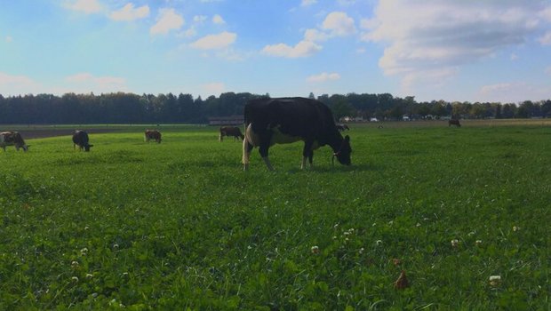 Die Effizienz der Produktion soll gefördert werden, was die SMP begrüsse. Dabei solle man sich aber an der Lebtagesleistung und nicht am Alter der Tiere orientieren, um Fehlanreize (»Gnadenhöfe») zu vermeiden. (Bild jsc)