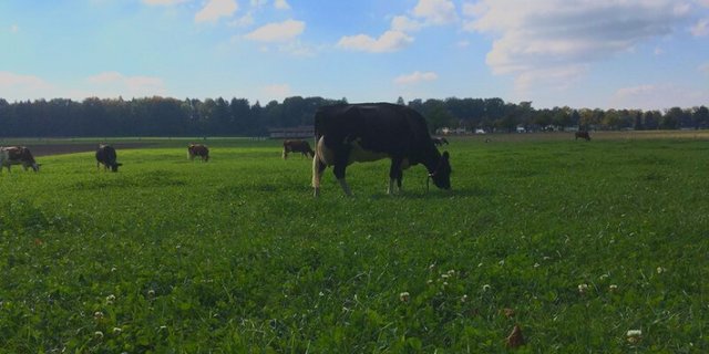 Die Effizienz der Produktion soll gefördert werden, was die SMP begrüsse. Dabei solle man sich aber an der Lebtagesleistung und nicht am Alter der Tiere orientieren, um Fehlanreize (»Gnadenhöfe») zu vermeiden. (Bild jsc)