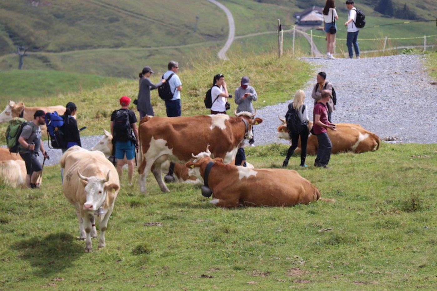 Mitten in den Kühen schiessen Reisende tolle Bilder. (Bild Romü)