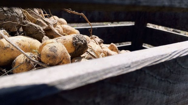 Die Schilf-Glasflüge Die Schilf-Glasflügelzikade wurde in Deutschland in Kartoffeln entdeckt. Sie sei mitverantwortlich für Welkekrankheiten.