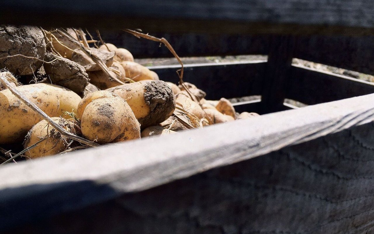 Die Schilf-Glasflügelzikade wurde in Deutschland in Kartoffeln entdeckt. Sie sei mitverantwortlich für Welkekrankheiten. 
