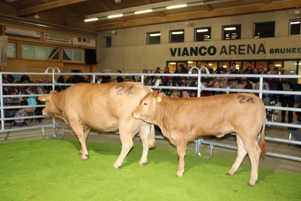 Die fünfjährige, trächtige Limousin-Kuh Burri’s Ortensia galt zusammen mit dem 8-Monatigen Rind Tanja galt 7300 Franken und war das teuerste Tier der Auktion. (Bild Hans Rüssli)