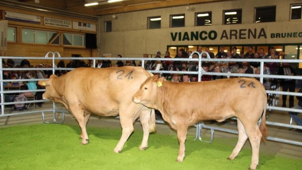 Die fünfjährige, trächtige Limousin-Kuh Burri’s Ortensia galt zusammen mit dem 8-Monatigen Rind Tanja galt 7300 Franken und war das teuerste Tier der Auktion. (Bild Hans Rüssli)