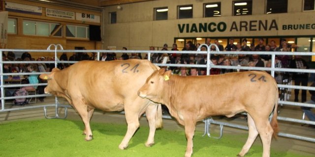 Die fünfjährige, trächtige Limousin-Kuh Burri’s Ortensia galt zusammen mit dem 8-Monatigen Rind Tanja galt 7300 Franken und war das teuerste Tier der Auktion. (Bild Hans Rüssli)
