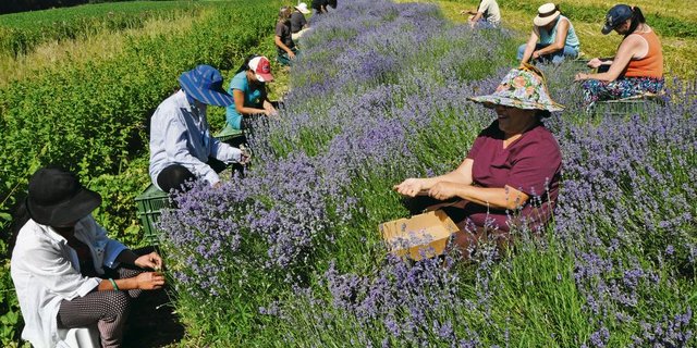 Lavendel-Ernte in Dotnacht TG: Eine mit viel Handarbeit verbundene Angelegenheit. (Bilder Urs Oskar Keller) 