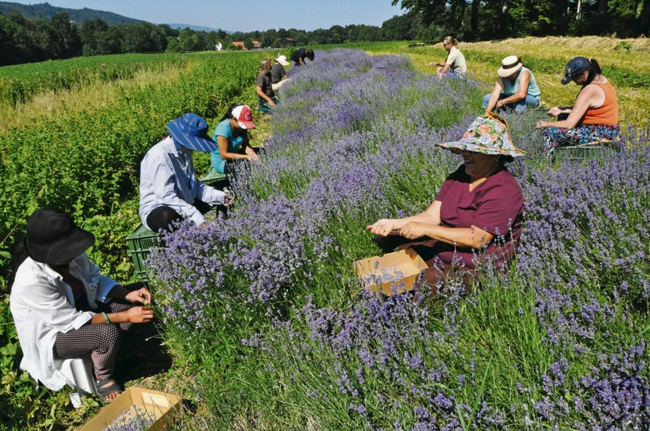 Lavendel-Ernte in Dotnacht TG: Eine mit viel Handarbeit verbundene Angelegenheit. (Bilder Urs Oskar Keller) 
