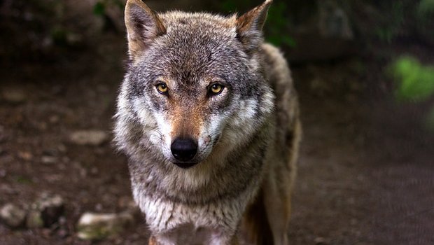 In den meisten skandinavischen Ländern verharrten die Wolfpopulationen, trotz der Lockerung des Schutzstatus, auf einem stabilen Niveau. (Bild pixabay)