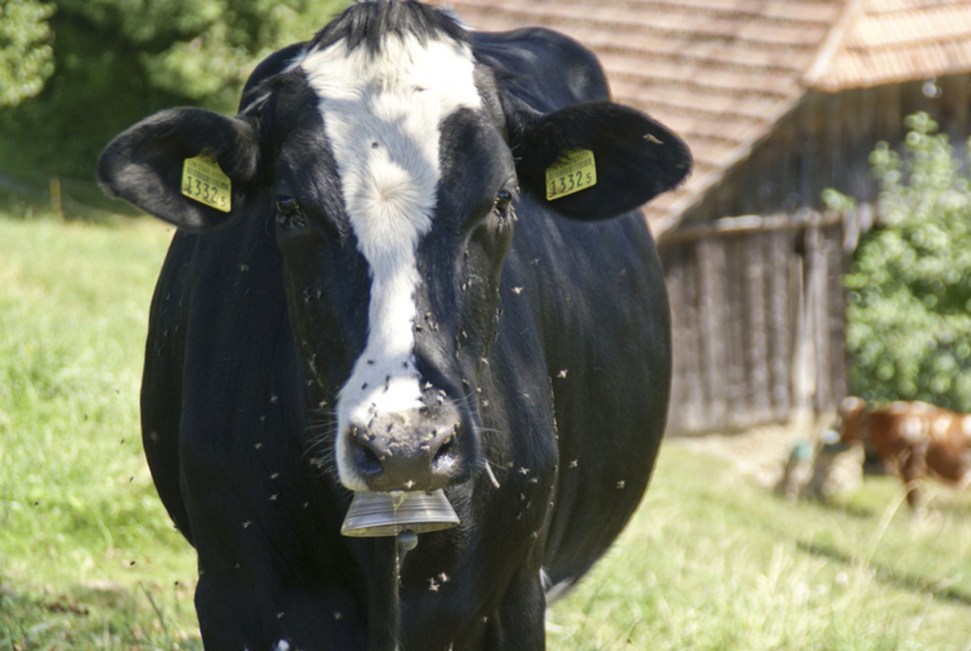 Eine Kuh kurz vor den Informationstafeln zur Rindviehhaltung und Milchproduktion.