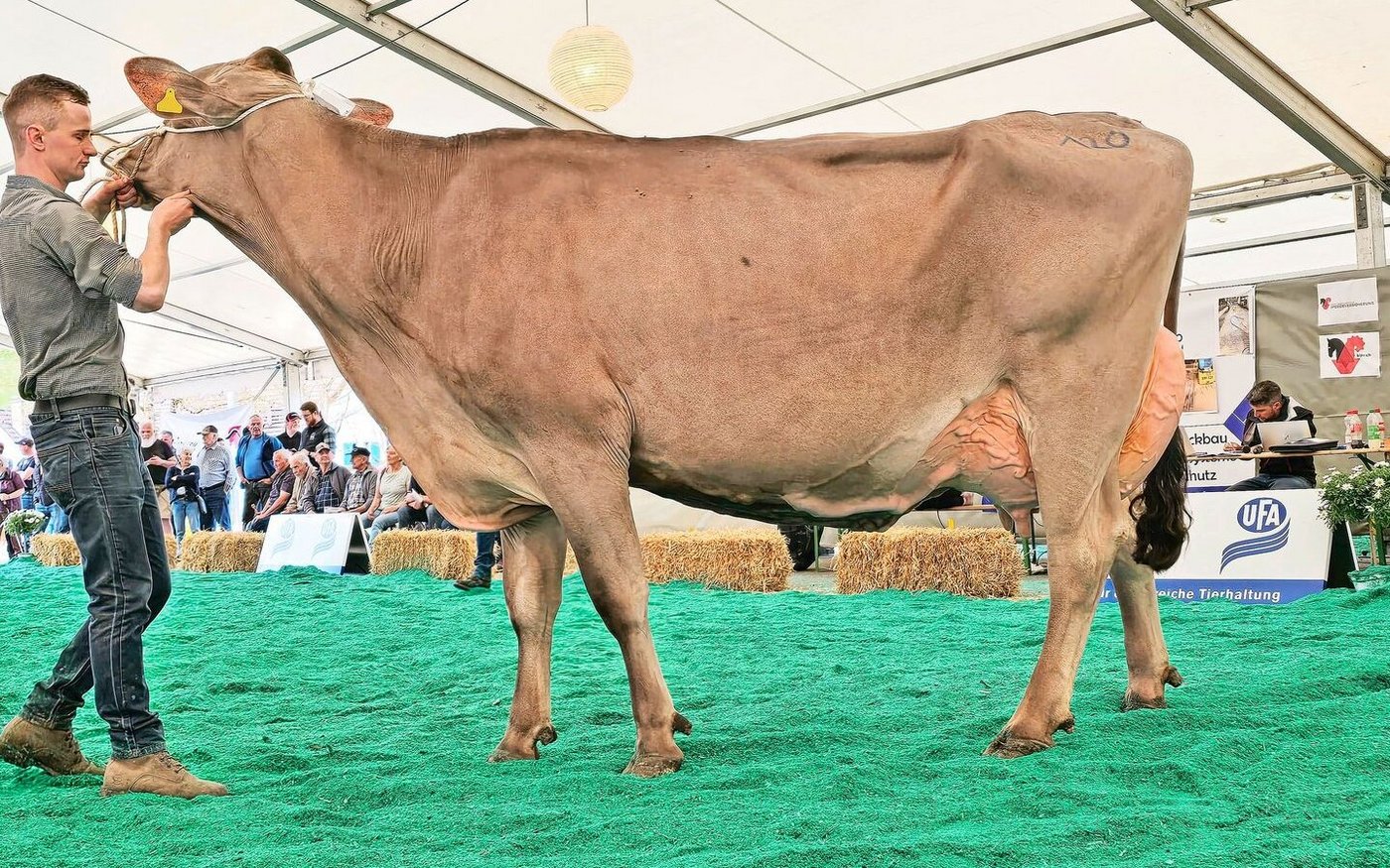 Eine kapitale Miss: Bachmanns BS Gino Gladys von Gody und Marco Bachmann aus dem solothurnischen Seewen.